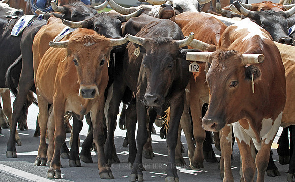 OMG this is going to be like the running of the bulls!