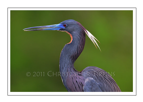 Tricolored Heron (Breeding Colors)