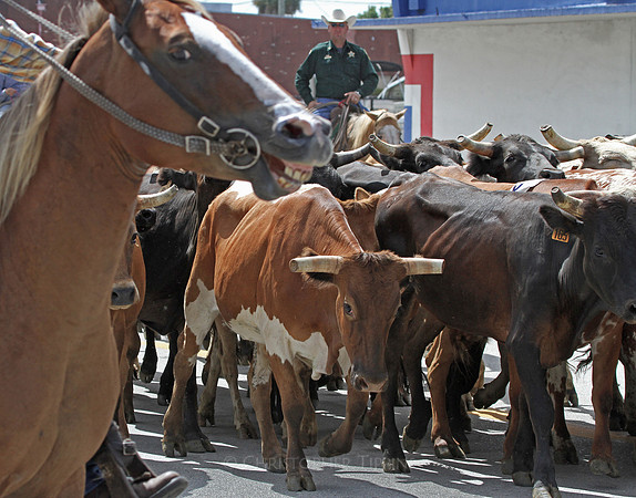 Horse laughed for that runnin' of the bulls comment.