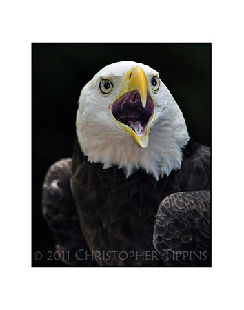 Bald Eagle 02