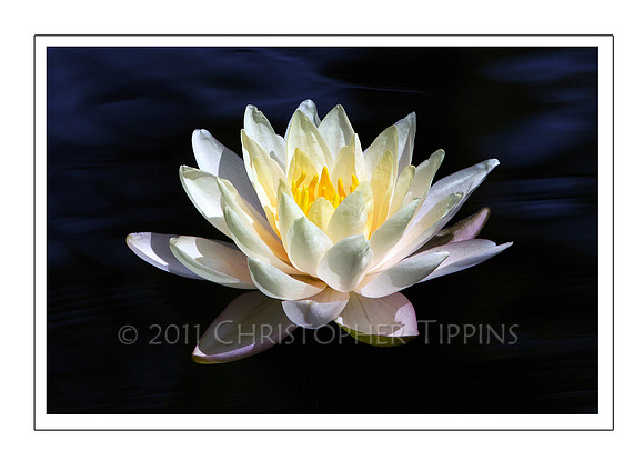 Lotus Flower 09