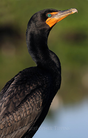 Wakodahatchee Wetlands, Double-crested cormorant
