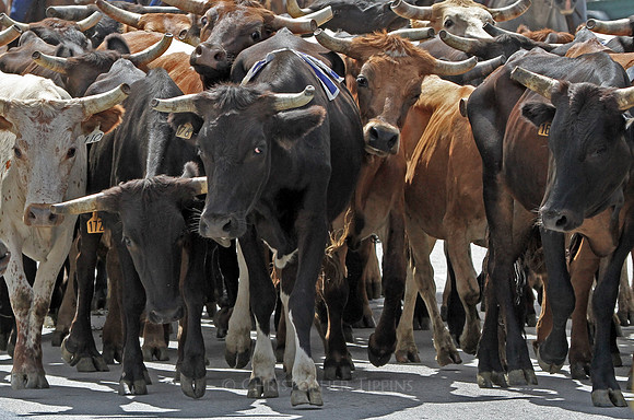 The menacing cows start to approach in the cattle drive.