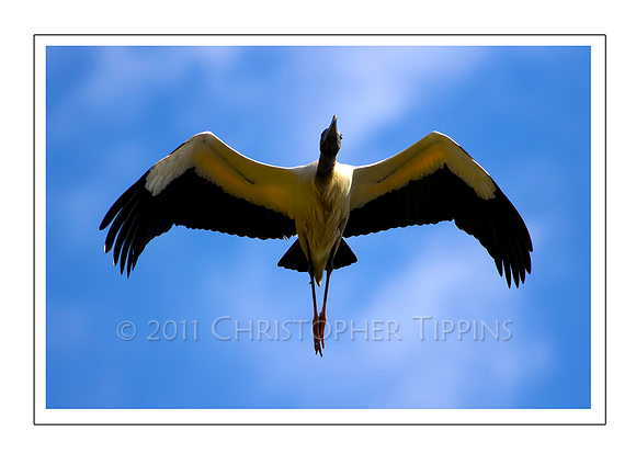 Woodstork