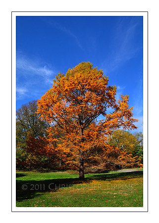 Fall Foliage, Long Island, New York 03