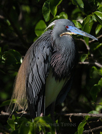 Wakodahatchee Wetlands, Tricolor Heron, breeding plumage
