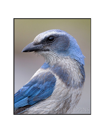 Florida Scrub Jay