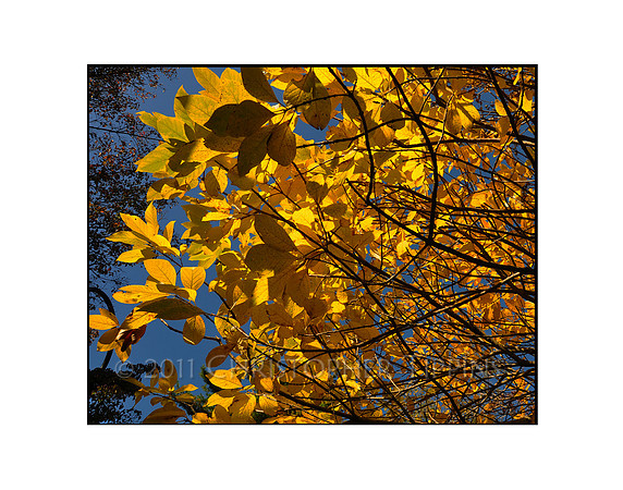 Fall Foliage, Long Island, New York 05