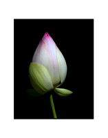 Lotus Flower 07
