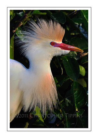 Cattle Egret 02
