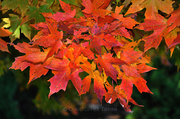 Fall Foliage, Long Island, New York, 2010