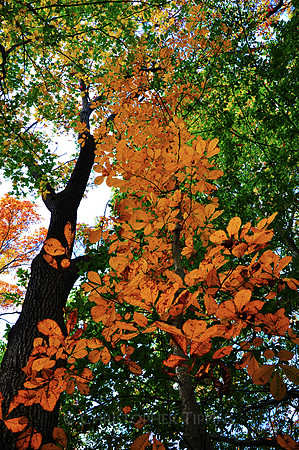 Fall Foliage, Long Island, New York, 2010