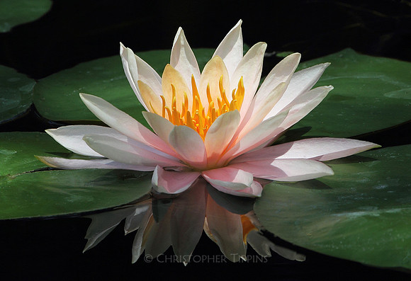 "Reflections in Quiet Beauty"