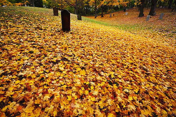Fall Foliage, Long Island, New York, 2010