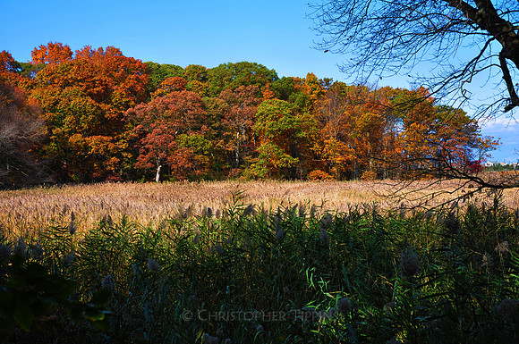 Fall Foliage, Long Island, New York, 2010
