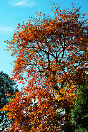 Fall Foliage, Long Island, New York, 2010