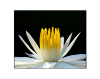 Lotus Flower 08