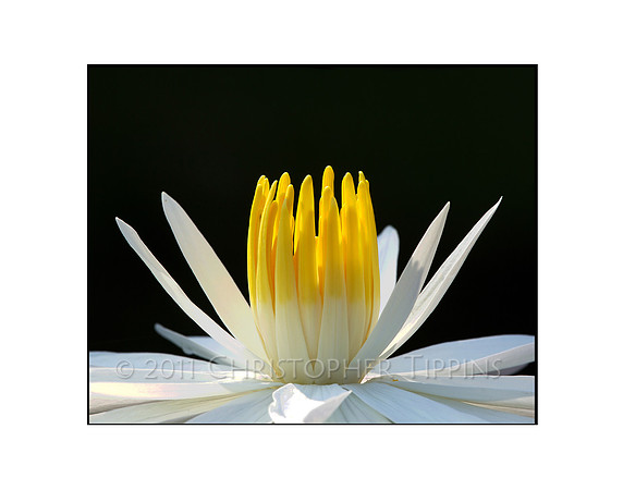 Lotus Flower 08