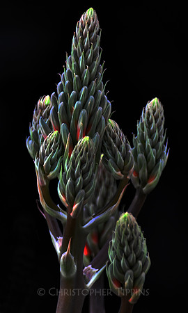 "Vivid Beginnings"
