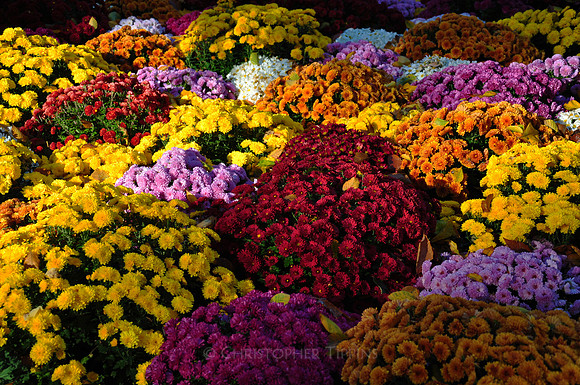 Fall Foliage, Long Island, New York, 2010