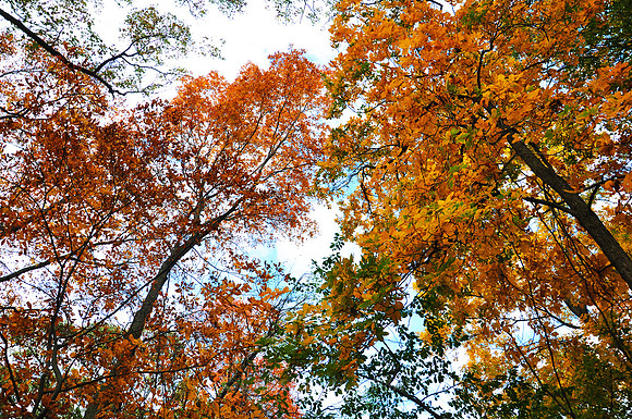 Fall Foliage, Long Island, New York, 2010