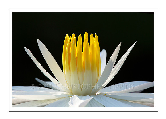 Lotus Flower 08