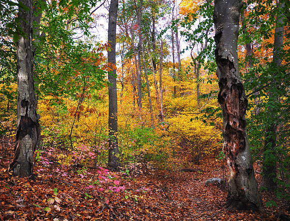 Fall Foliage, Long Island, New York, 2010