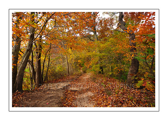 Fall Foliage, Long Island, New York 06