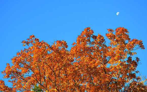 Fall Foliage, Long Island, New York, 2010