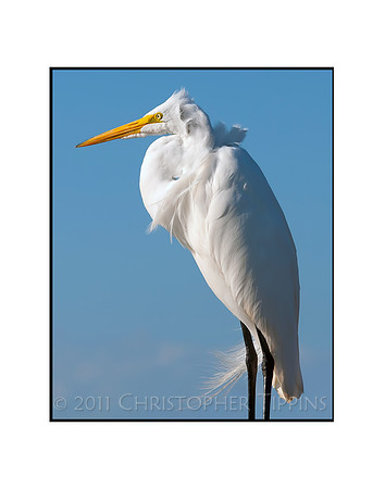 Great White Egret 03