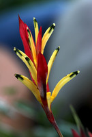 Mounts Botanical Garden, April 26, 2025