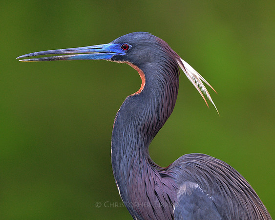 "Tri-colored Heron"