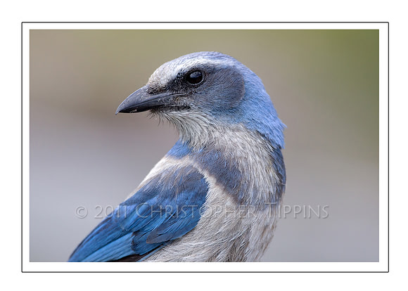 Florida Scrub Jay
