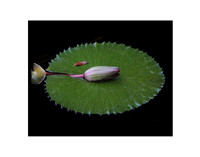 Lotus Flower