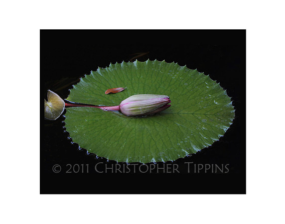 Lotus Flower
