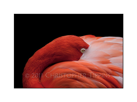 "American Flamingo"