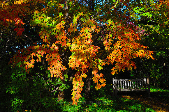 Fall Foliage, Long Island, New York, 2010