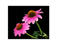 Pink Coneflower