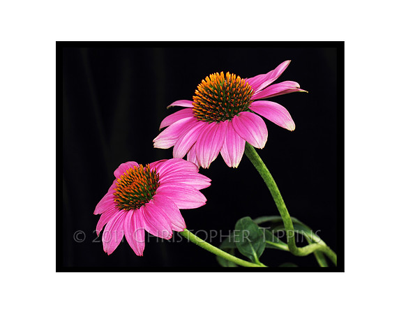 Pink Coneflower