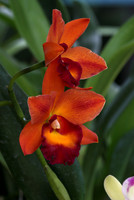 Mounts Botanical Garden, April 26, 2025