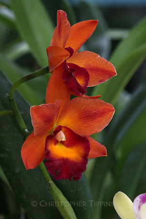 Mounts Botanical Garden, April 26, 2025
