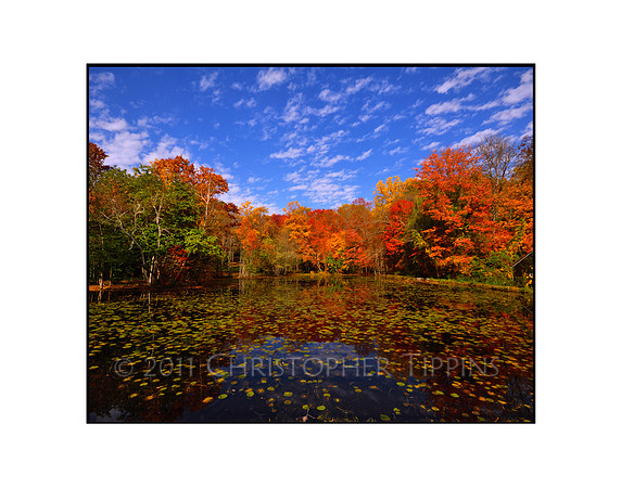 Fall Foliage, Long Island, New York 01