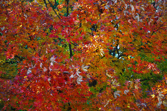 Fall Foliage, Long Island, New York, 2010