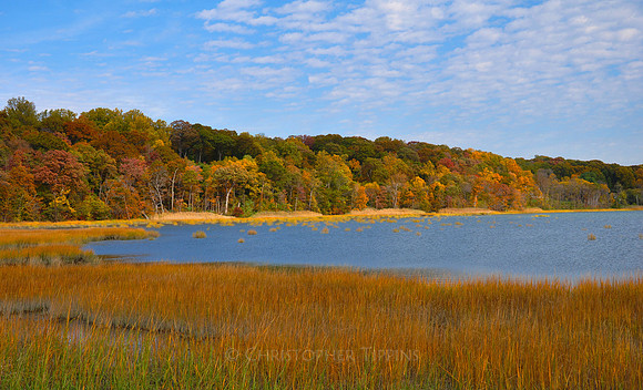 Fall Foliage, Long Island, New York, 2010