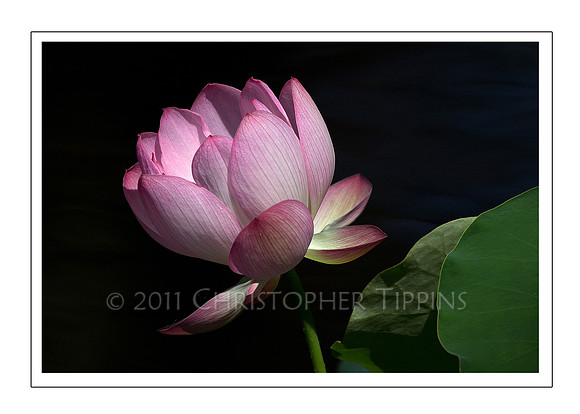 Lotus Flower 02