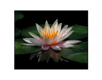 Lotus Flower 01