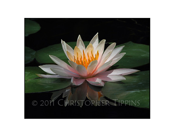 Lotus Flower 01