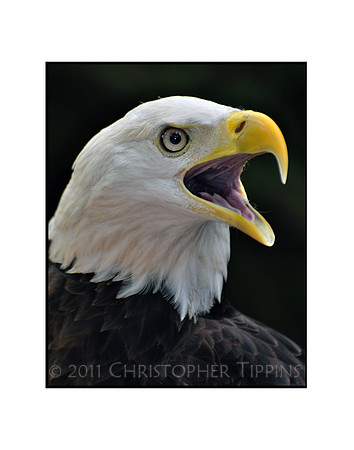 Bald Eagle 01