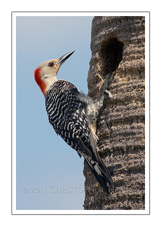 Red Bellied Woodpecker