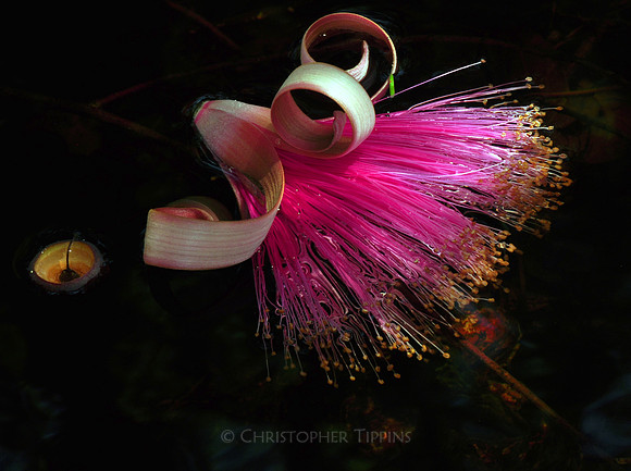 "Bottlebrush"